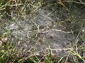 2011-10-02, Pilze (25)